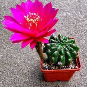 Echinopsis hybrids