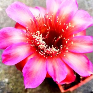 Echinopsis hybrids