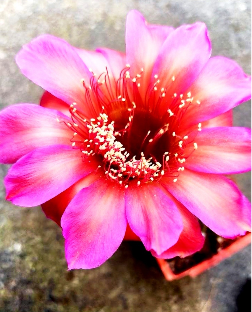 Echinopsis hybrids