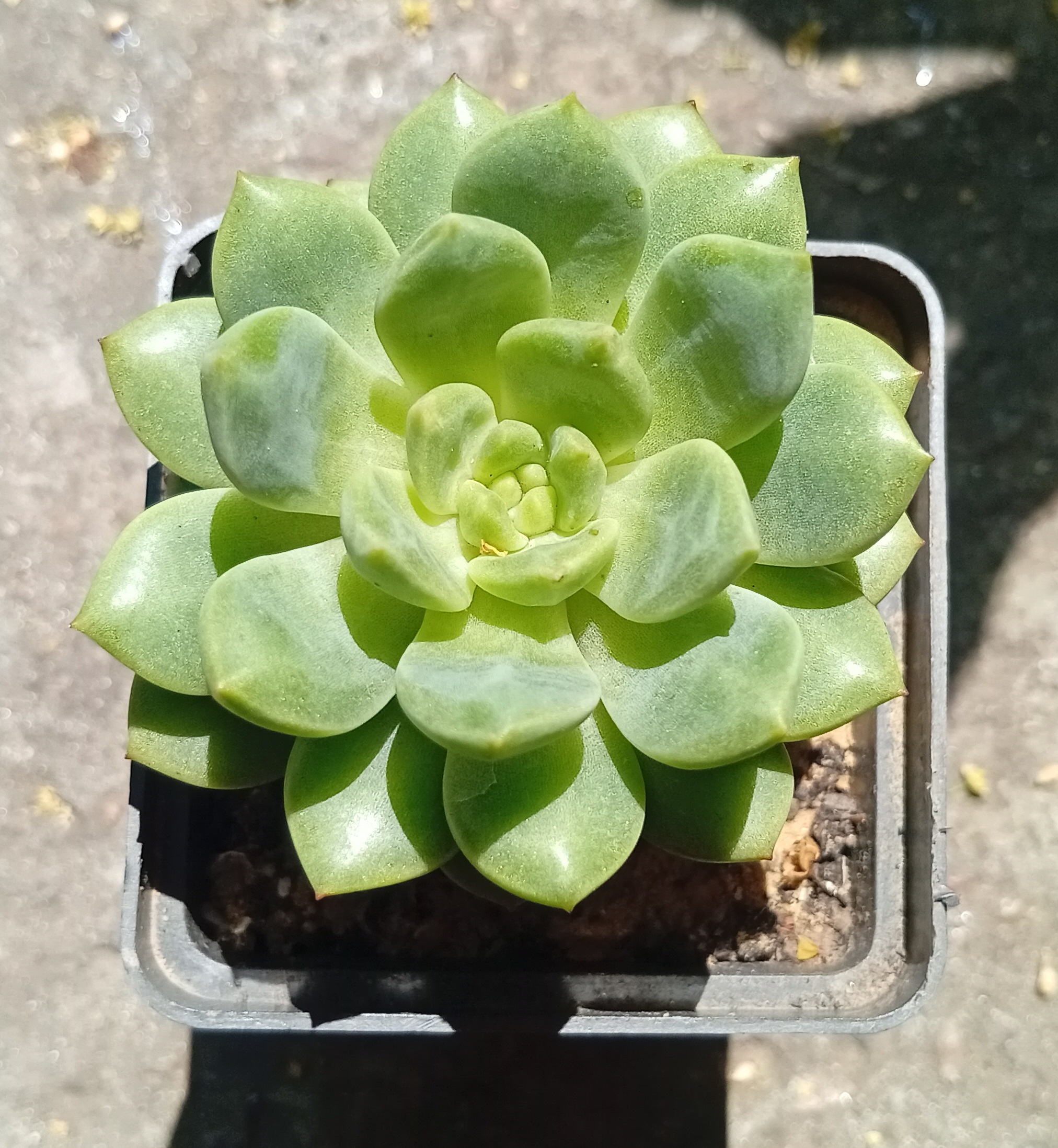 Echeveria Damask