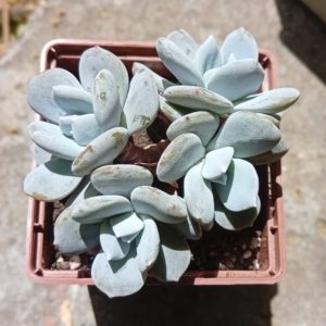 Echeveria Exotica