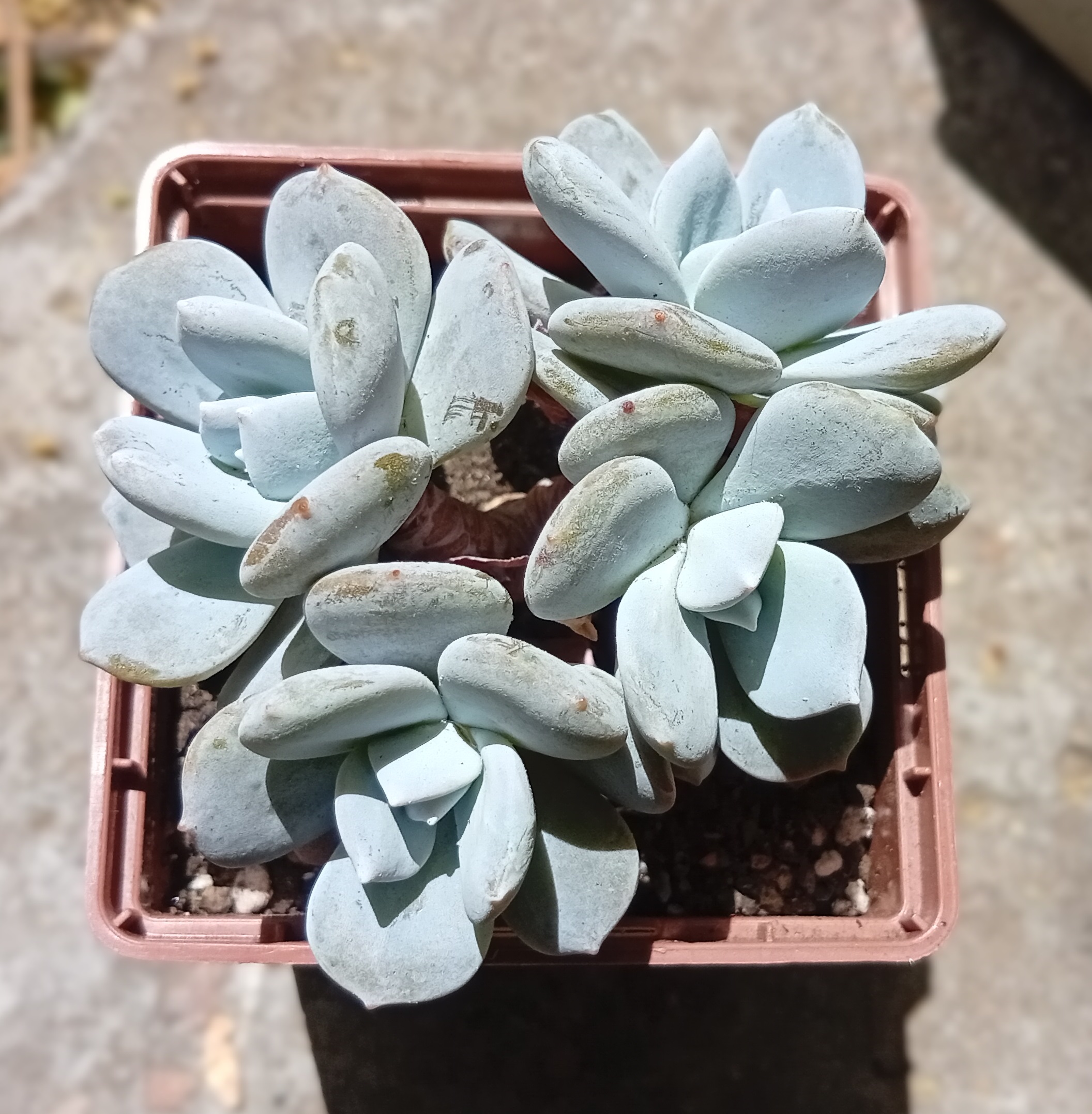 Echeveria Exotica