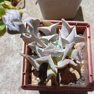 Echeveria Swan lake