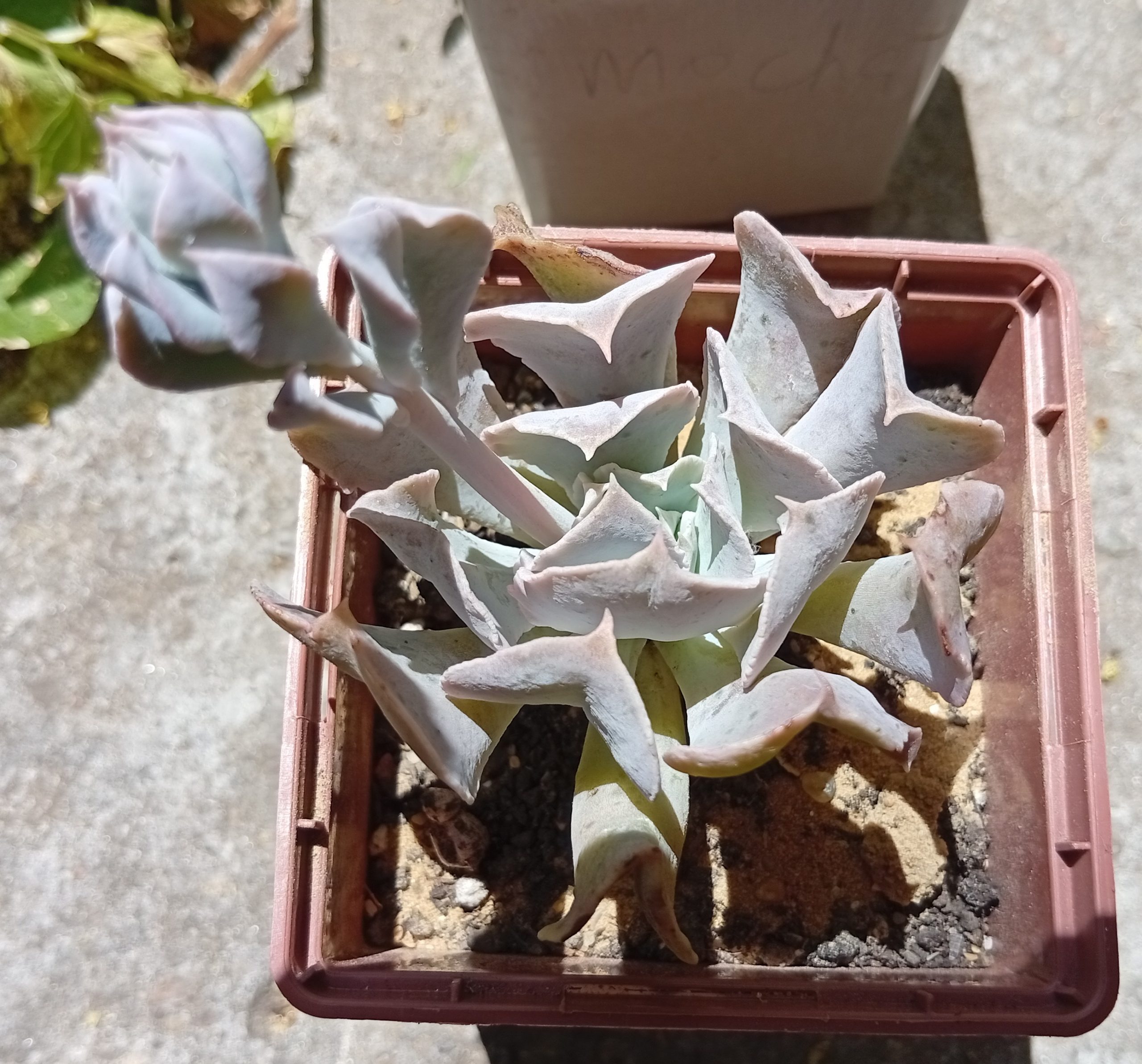 Echeveria Swan lake