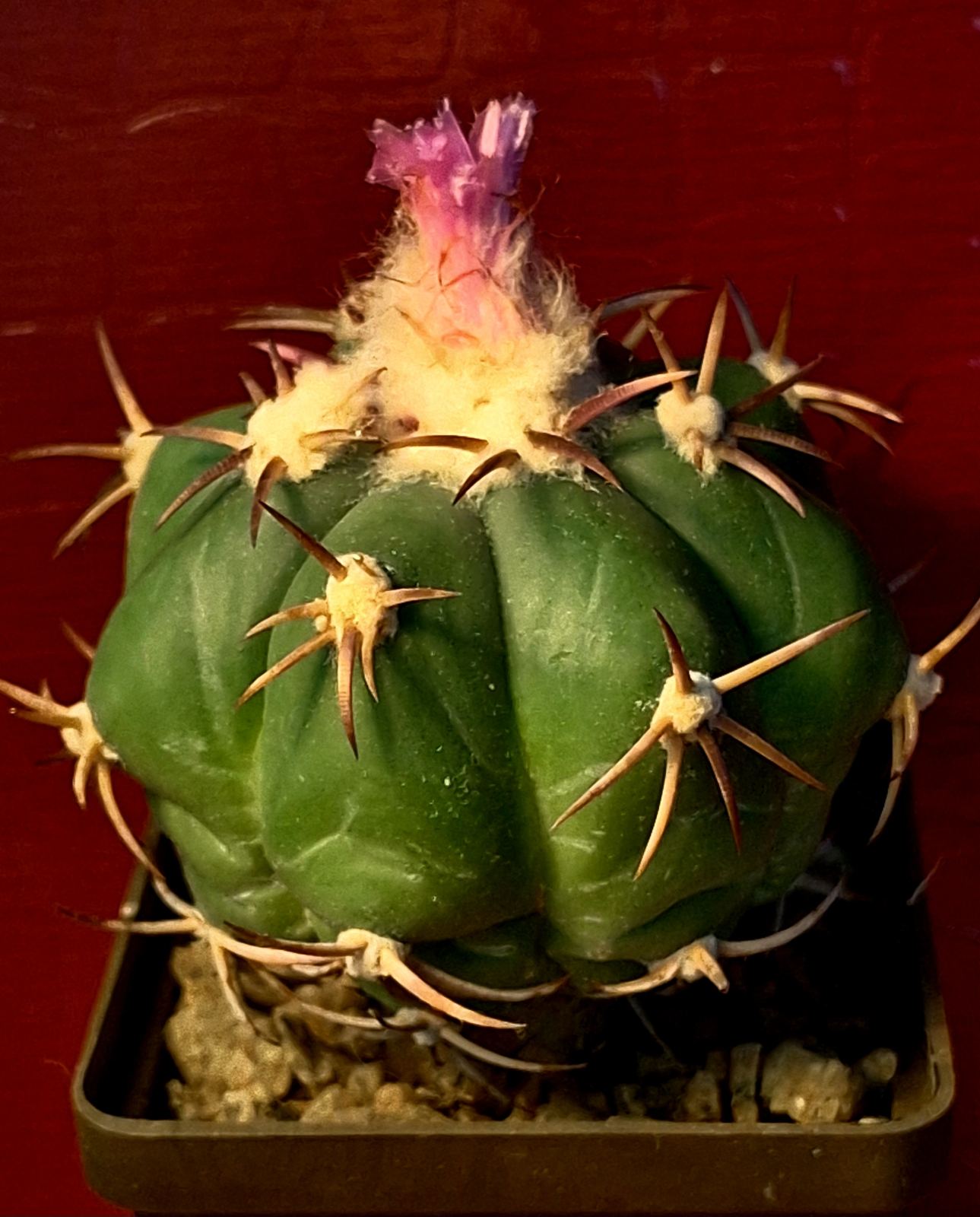 Echinocactus horizonthalonius RC 159
