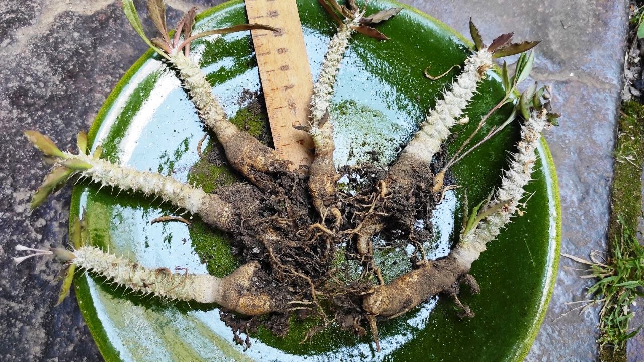 Euforbia Tulearensis 500