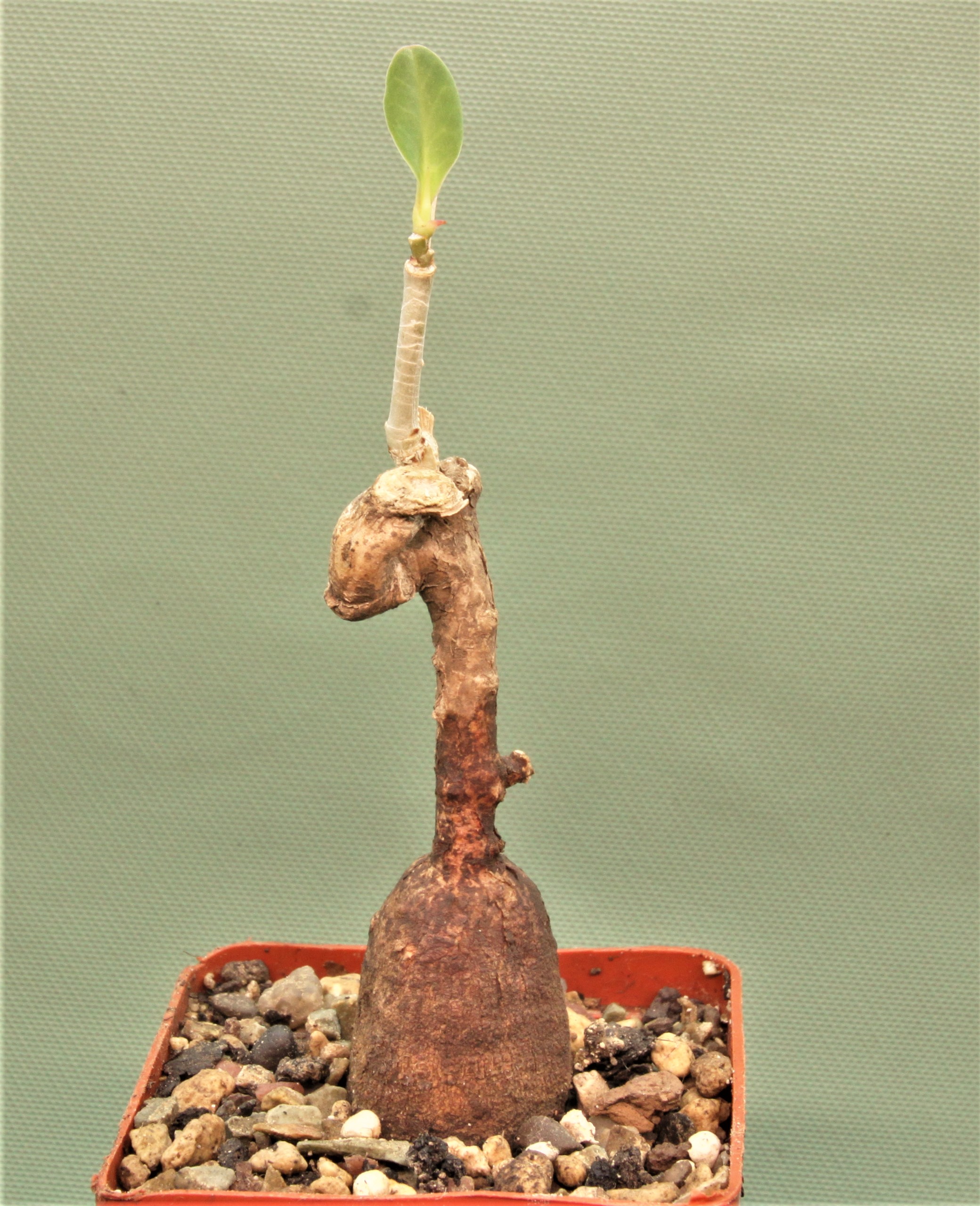 Euphorbia-aff.specksii-Karonga-Malawi-14