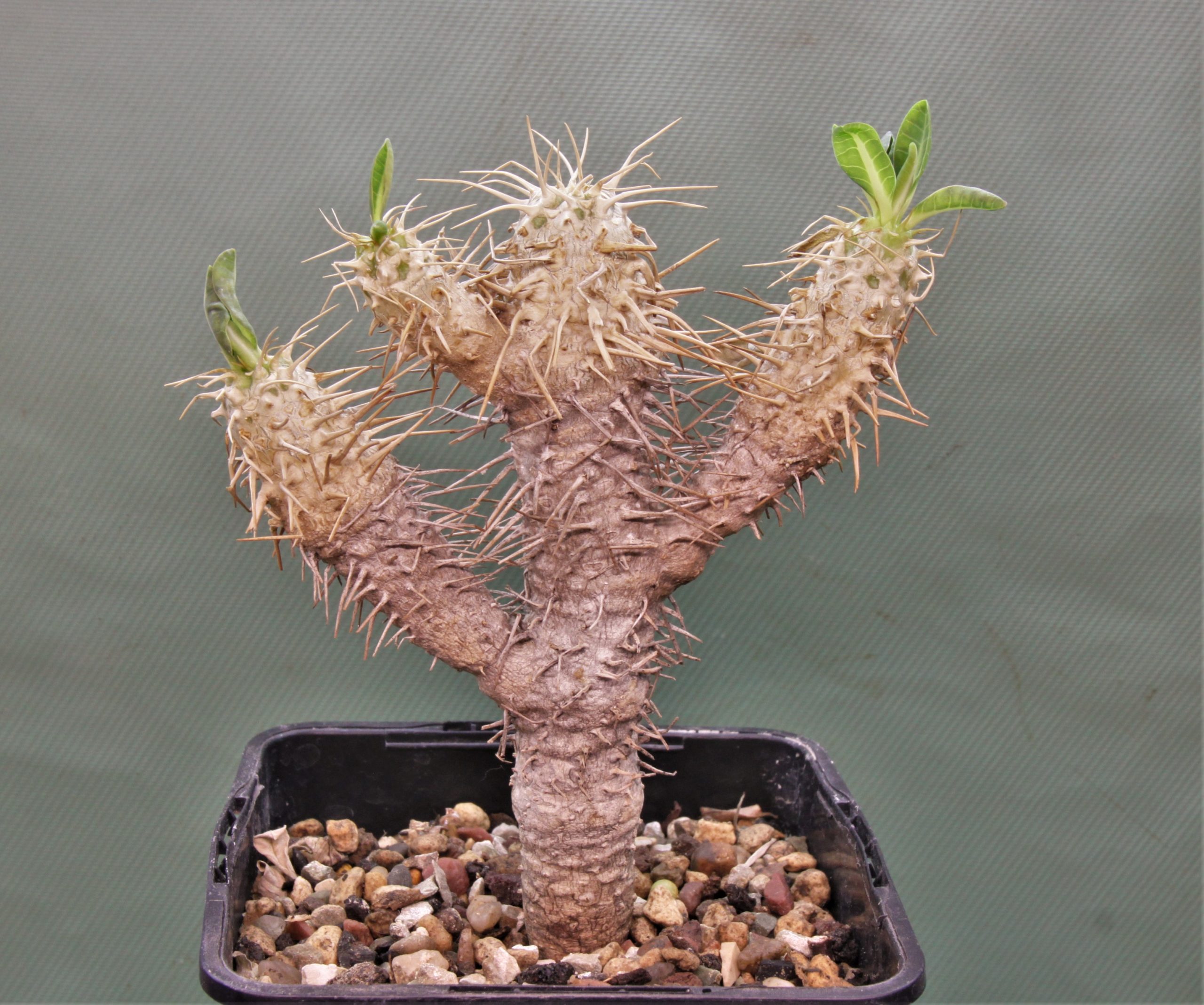 Euphorbia-guillaumeniana-Port-Berge-Madagascar 1