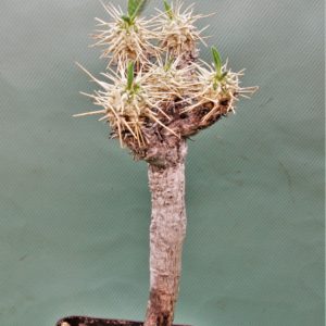 Euphorbia-guillaumeniana-Port-Berge-Madagascar 2