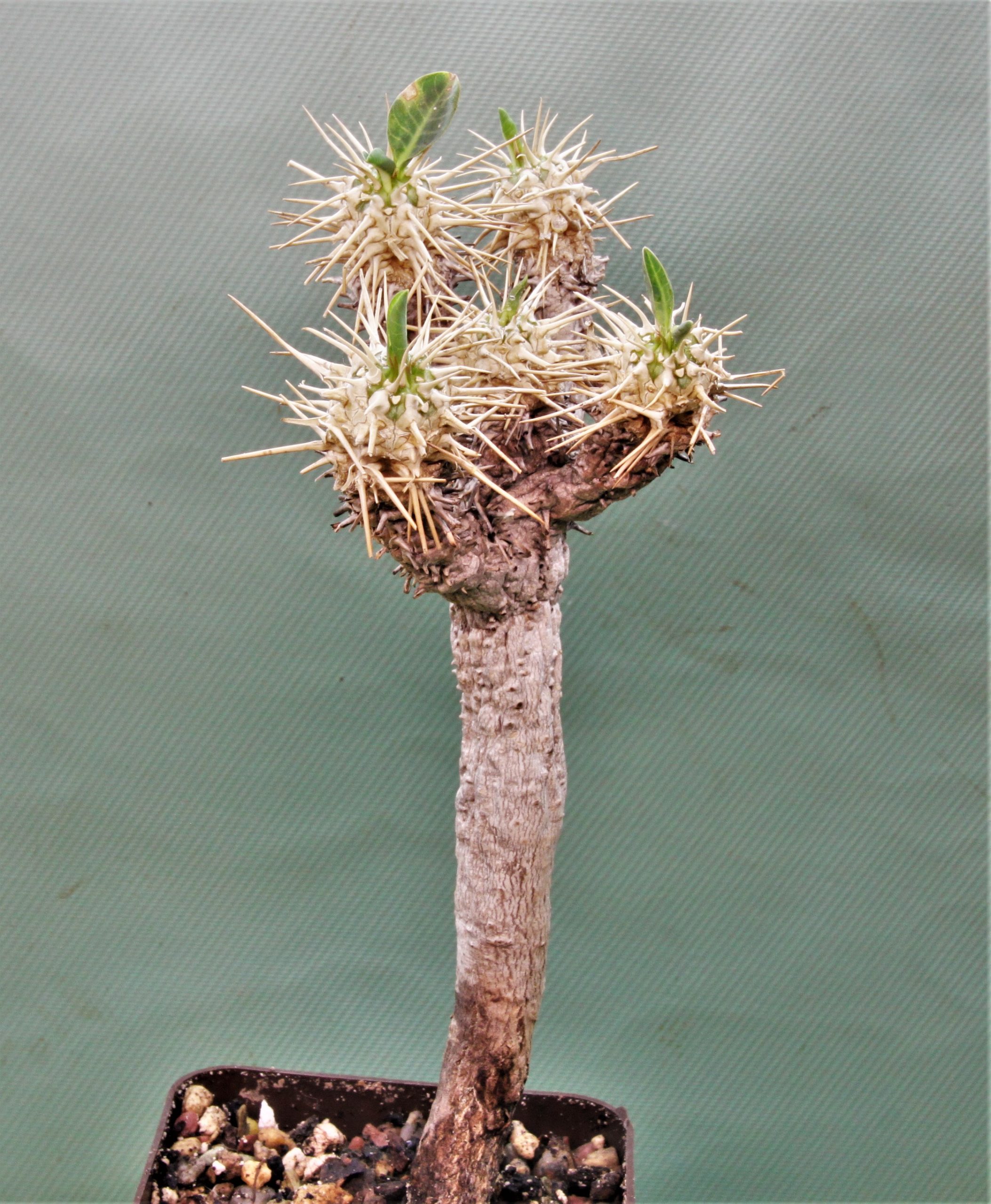 Euphorbia-guillaumeniana-Port-Berge-Madagascar 2