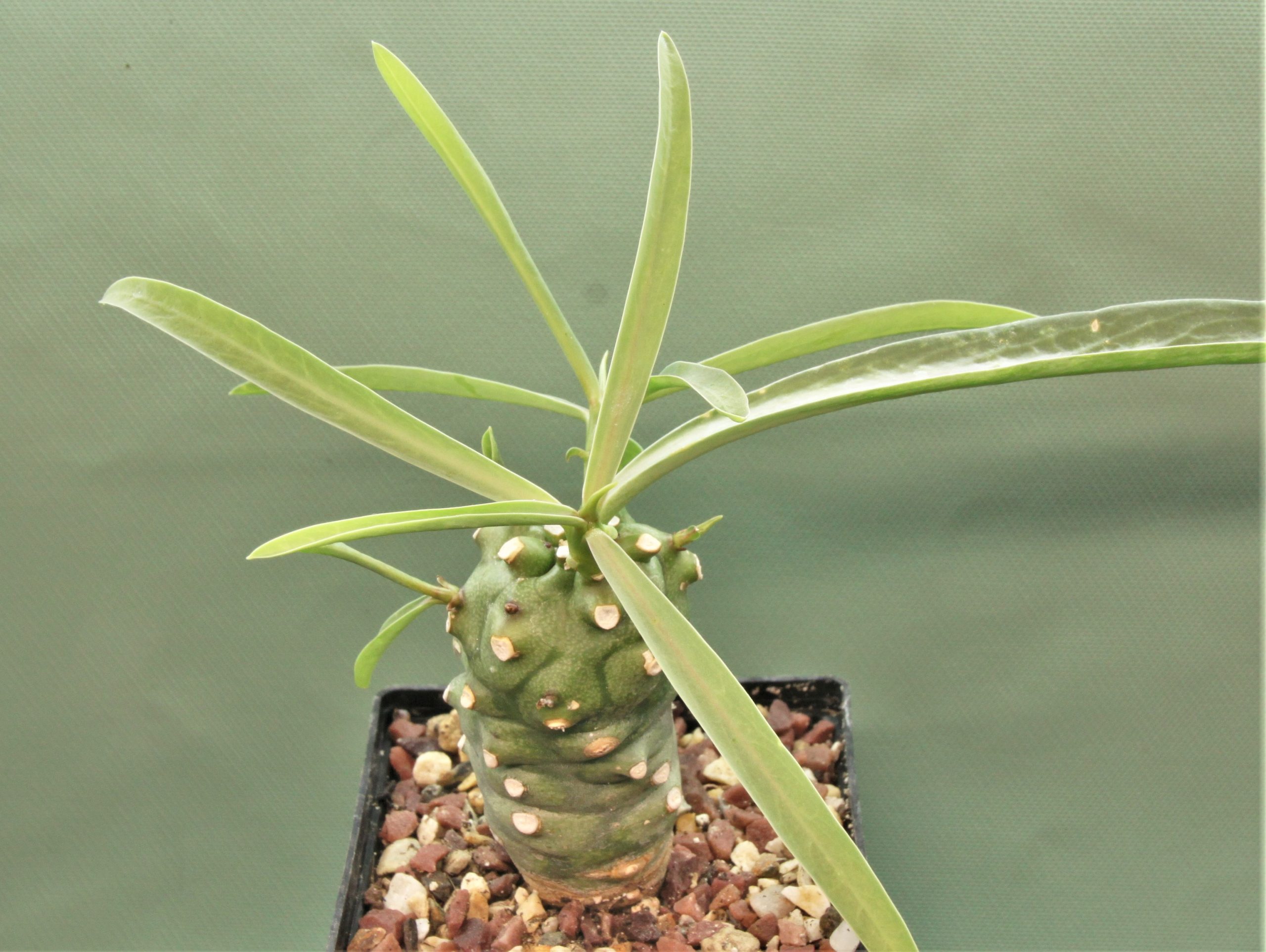 Euphorbia-monteiroi-PV2628.2.