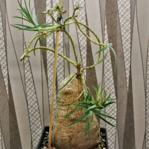 Euphorbia-trichadenia-RSA