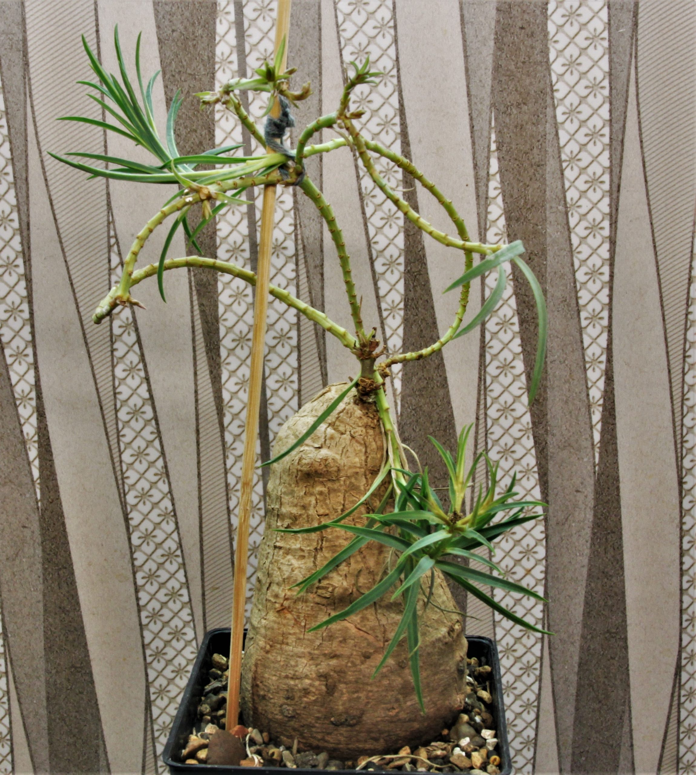 Euphorbia-trichadenia-RSA