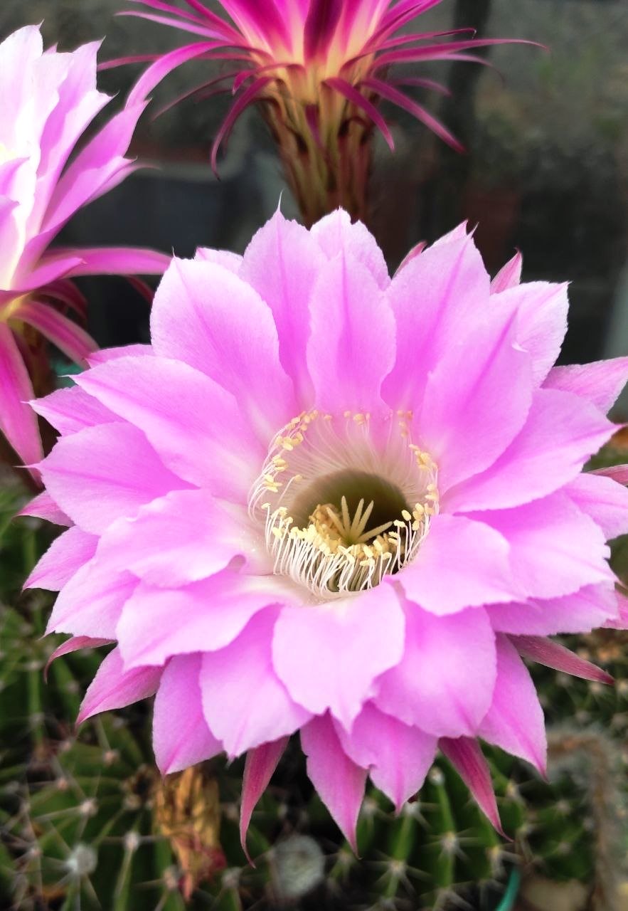 ECHINOPSIS HYBRID - GROSAMER -