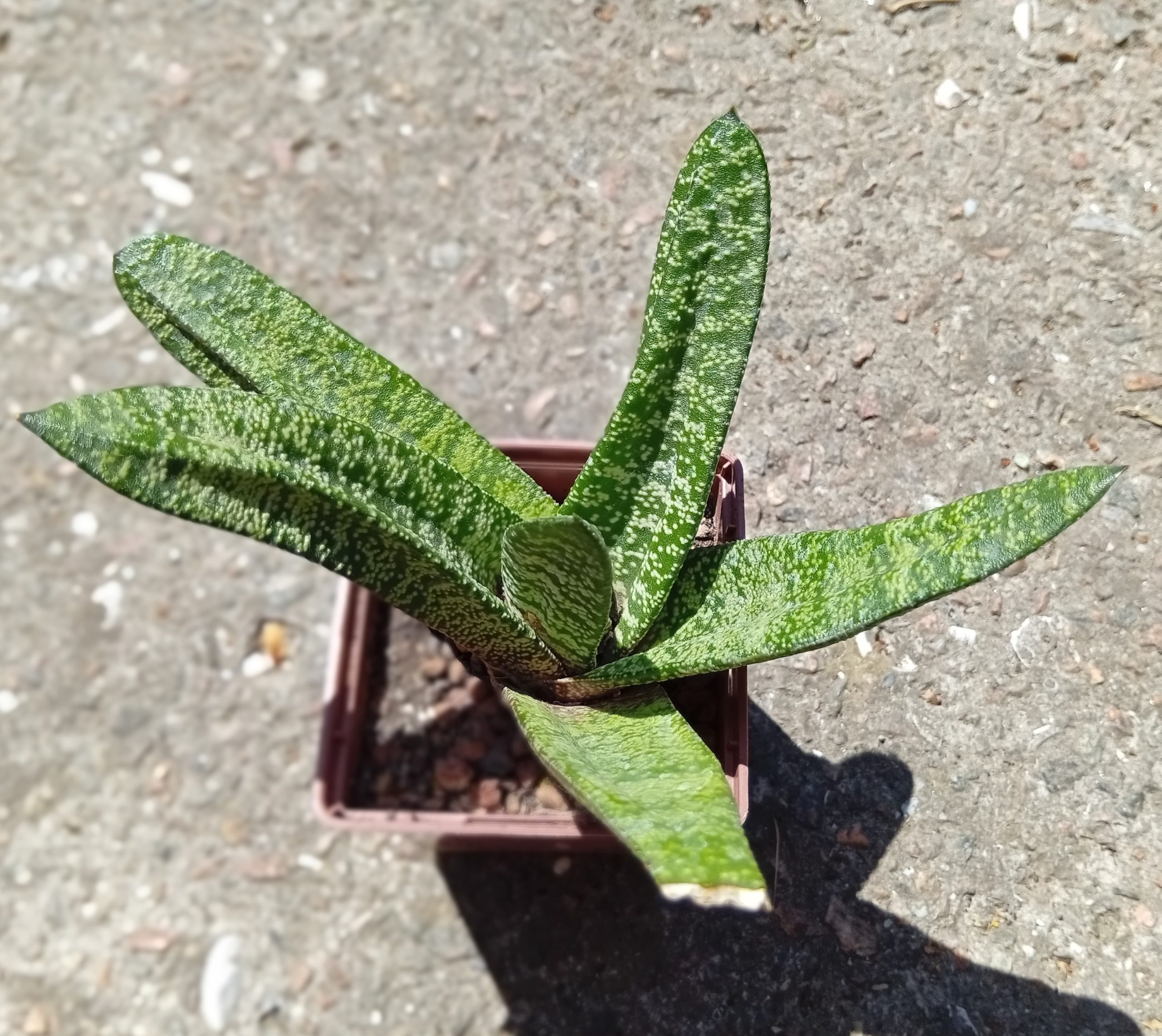 Gasteria batesiana