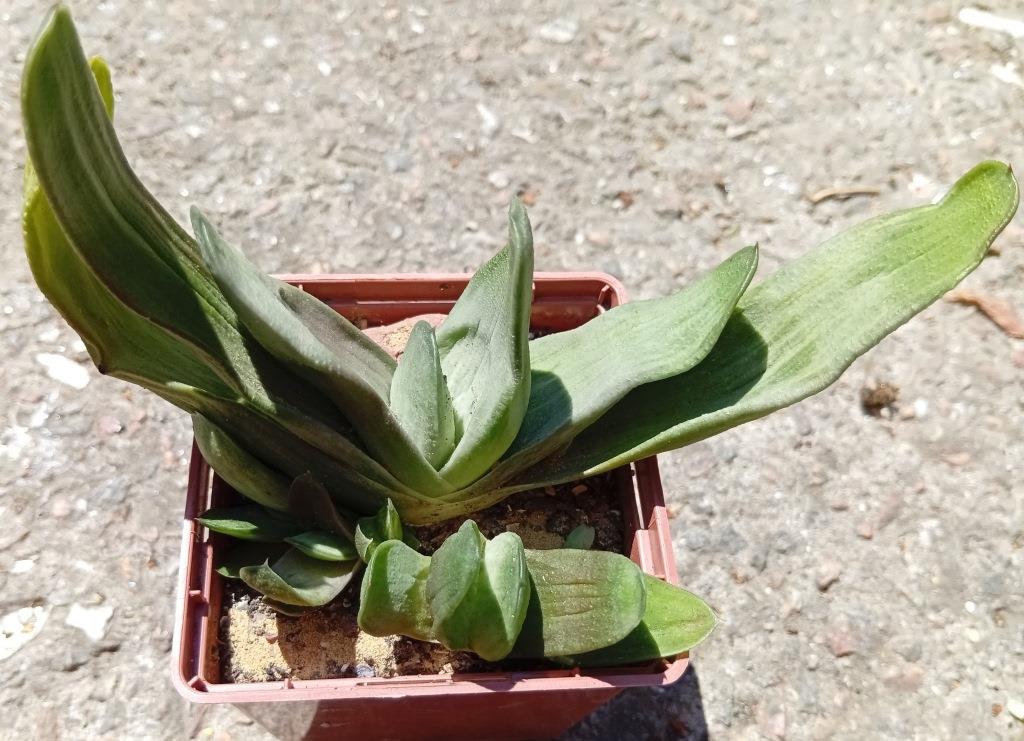 Gasteria bicolor Biformis