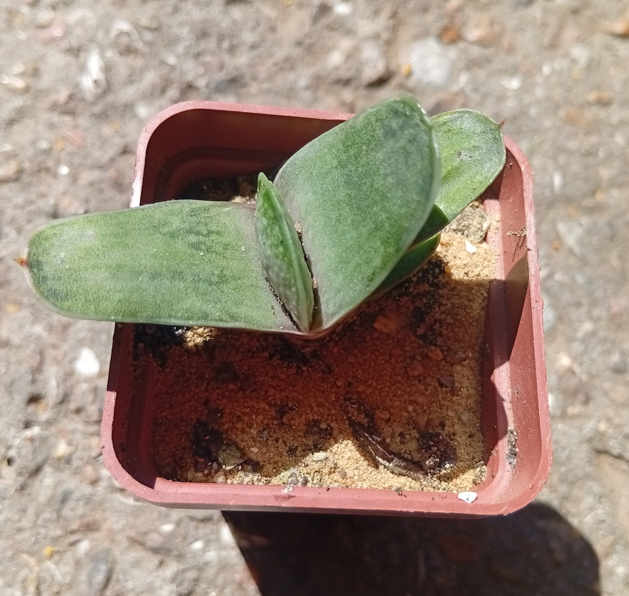 Gasteria exelsa