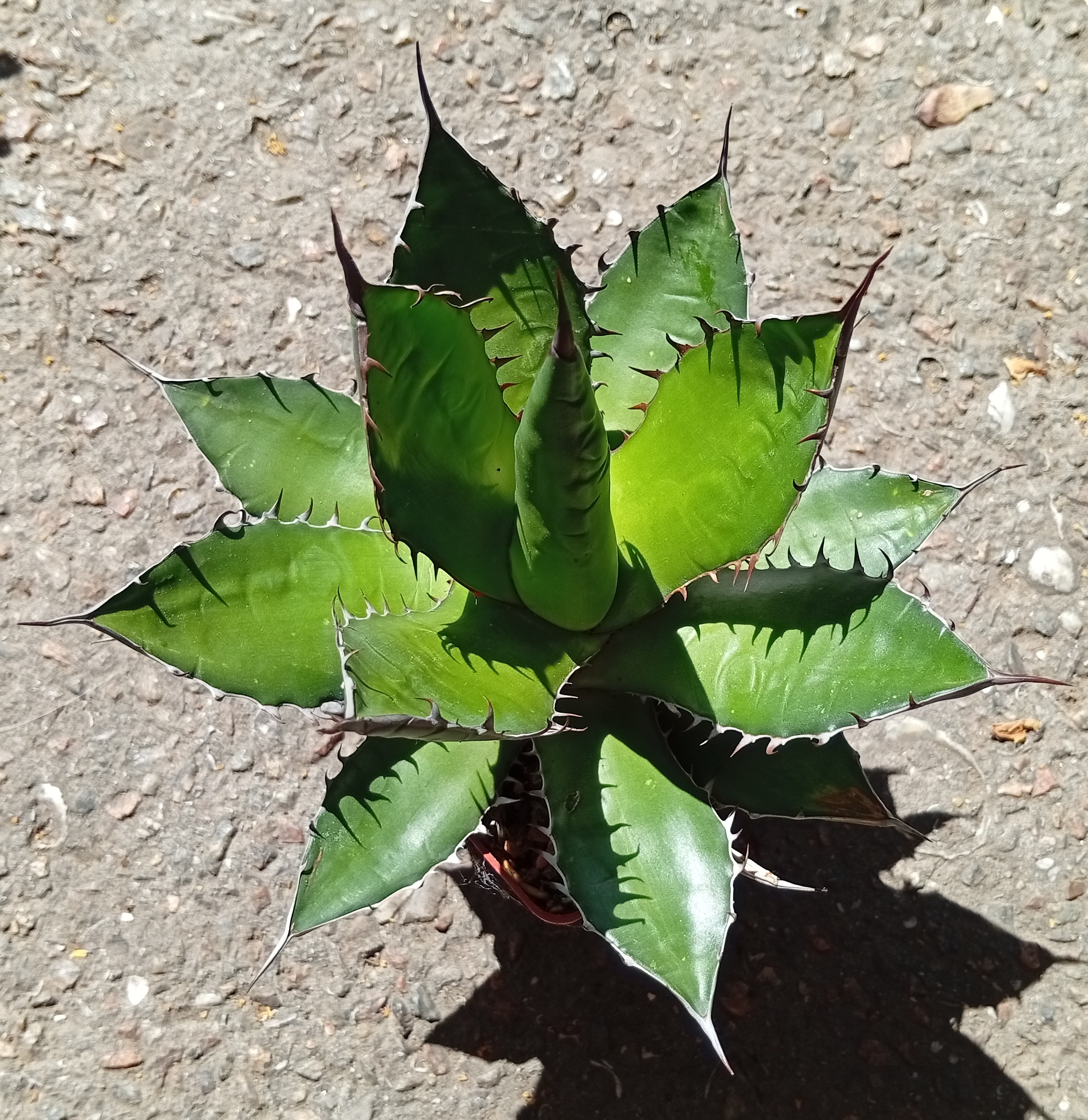 agave lophantha