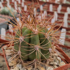 Helianthocereus spec. VG 193, Termas Sta, Teresita, La Rioja
