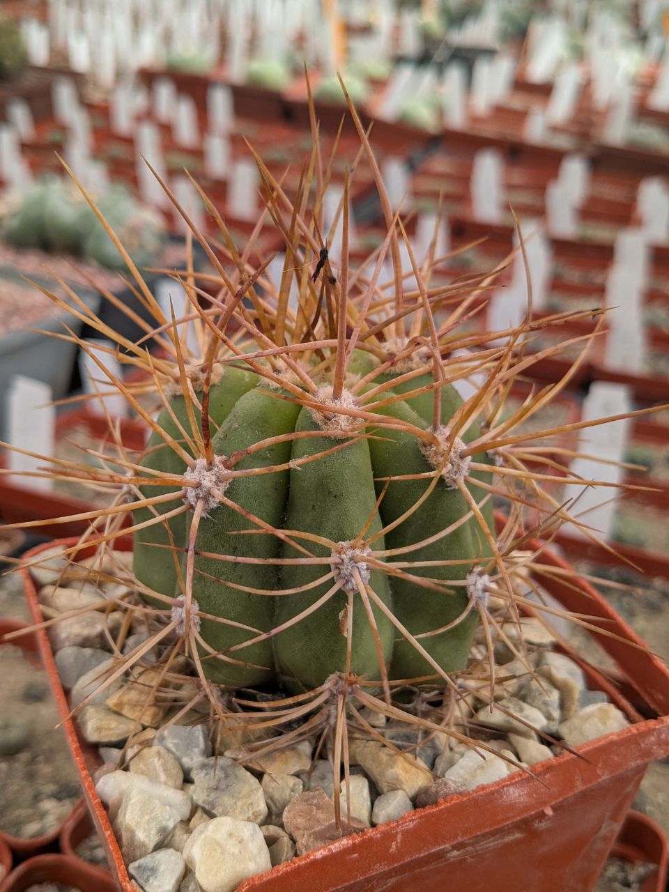 Helianthocereus spec. VG 193, Termas Sta, Teresita, La Rioja