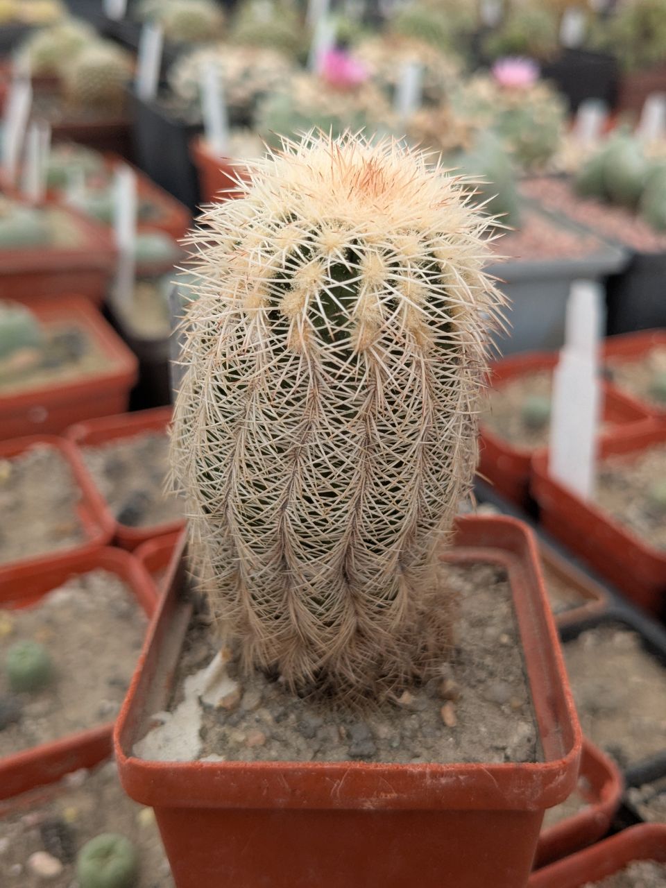 Echinocereus oklahomensis Koehres