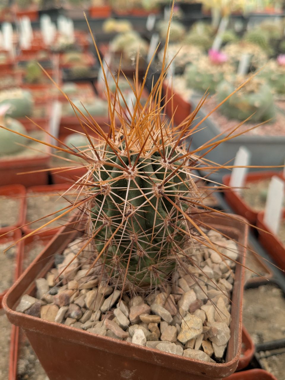 Echinocereus nicholii (SB1933) MG 223.3
