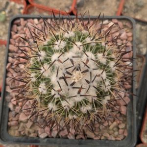 Stenocactus sp. CH 218 Agua Caliente