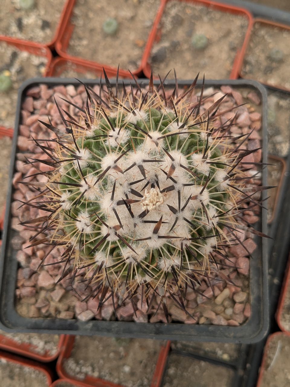 Stenocactus sp. CH 218 Agua Caliente