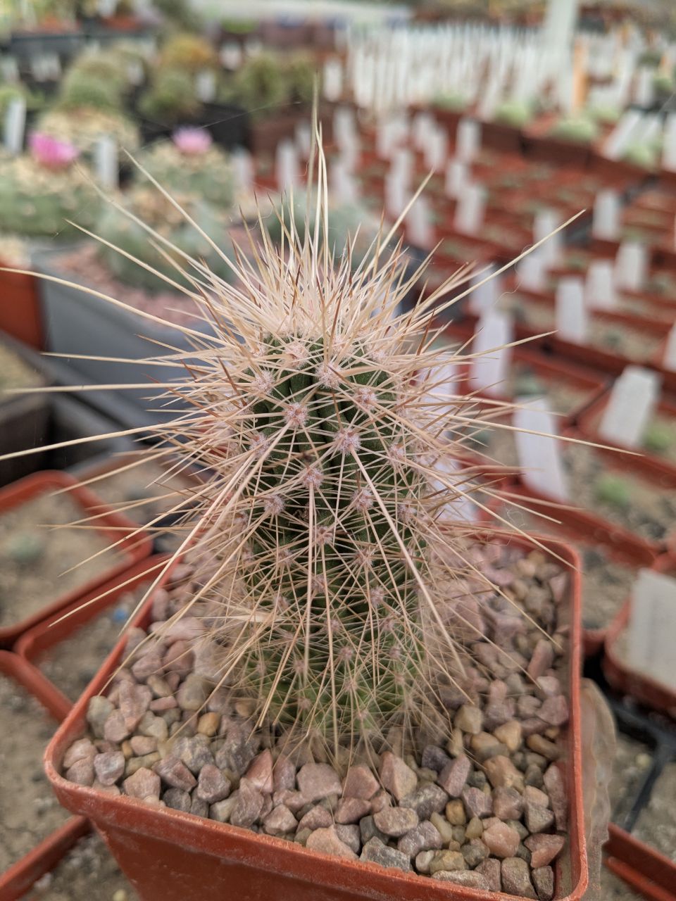 Echinocereus stramineus (SB499) MG 258.3
