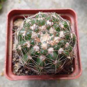 Gymnocalucium apricus