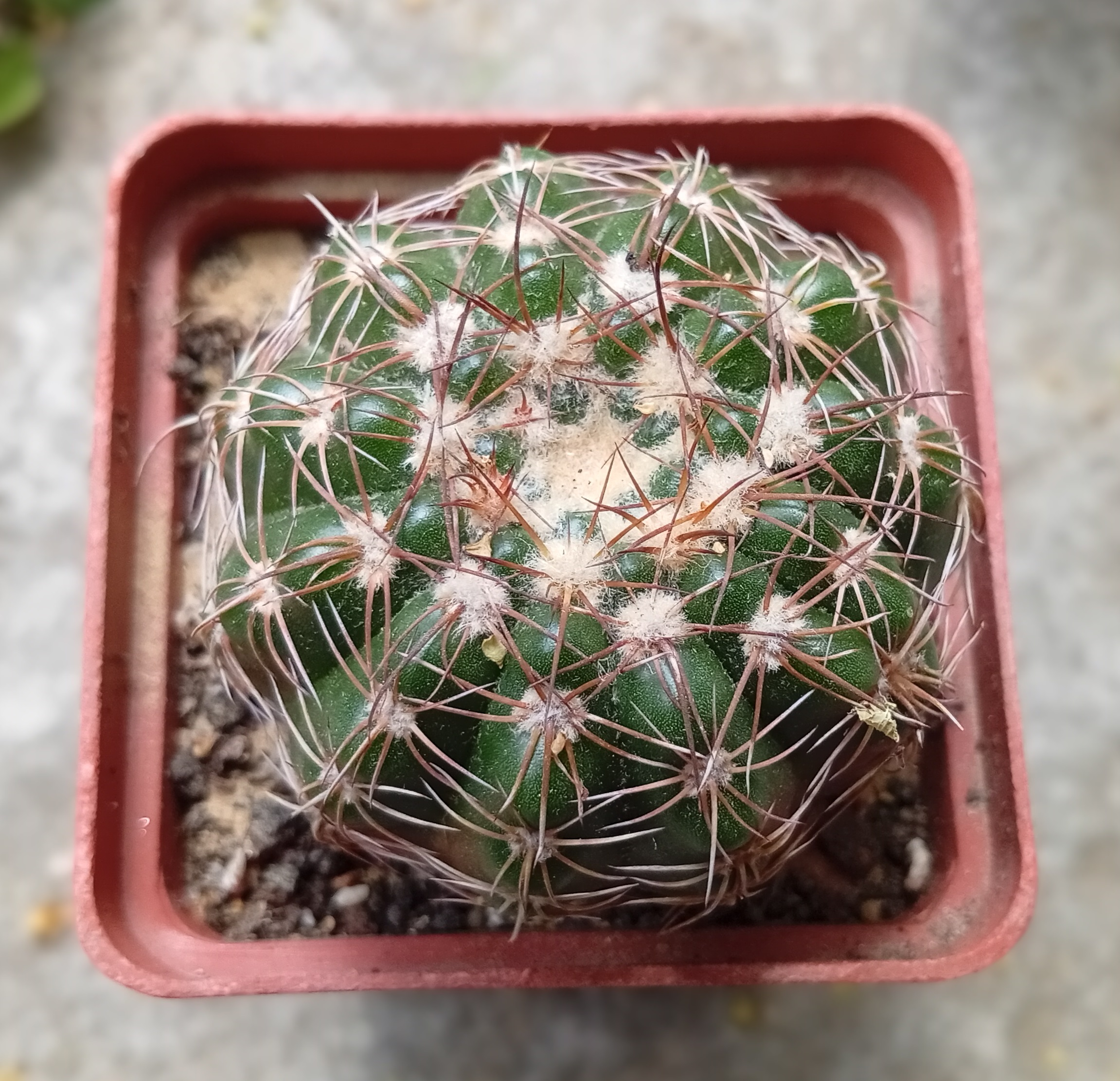 Gymnocalucium apricus