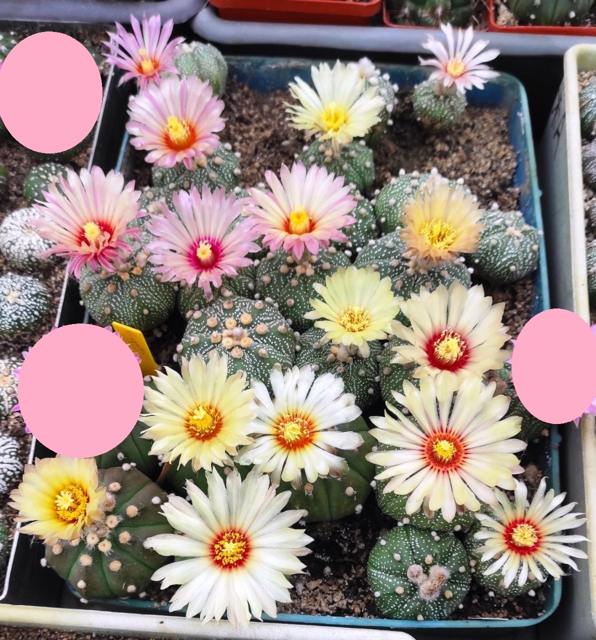 ASTROPHYTUM ASTERIAS F. RUBRIFLORUM