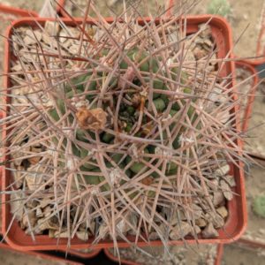 Gymnocalycium nidulans LF 30