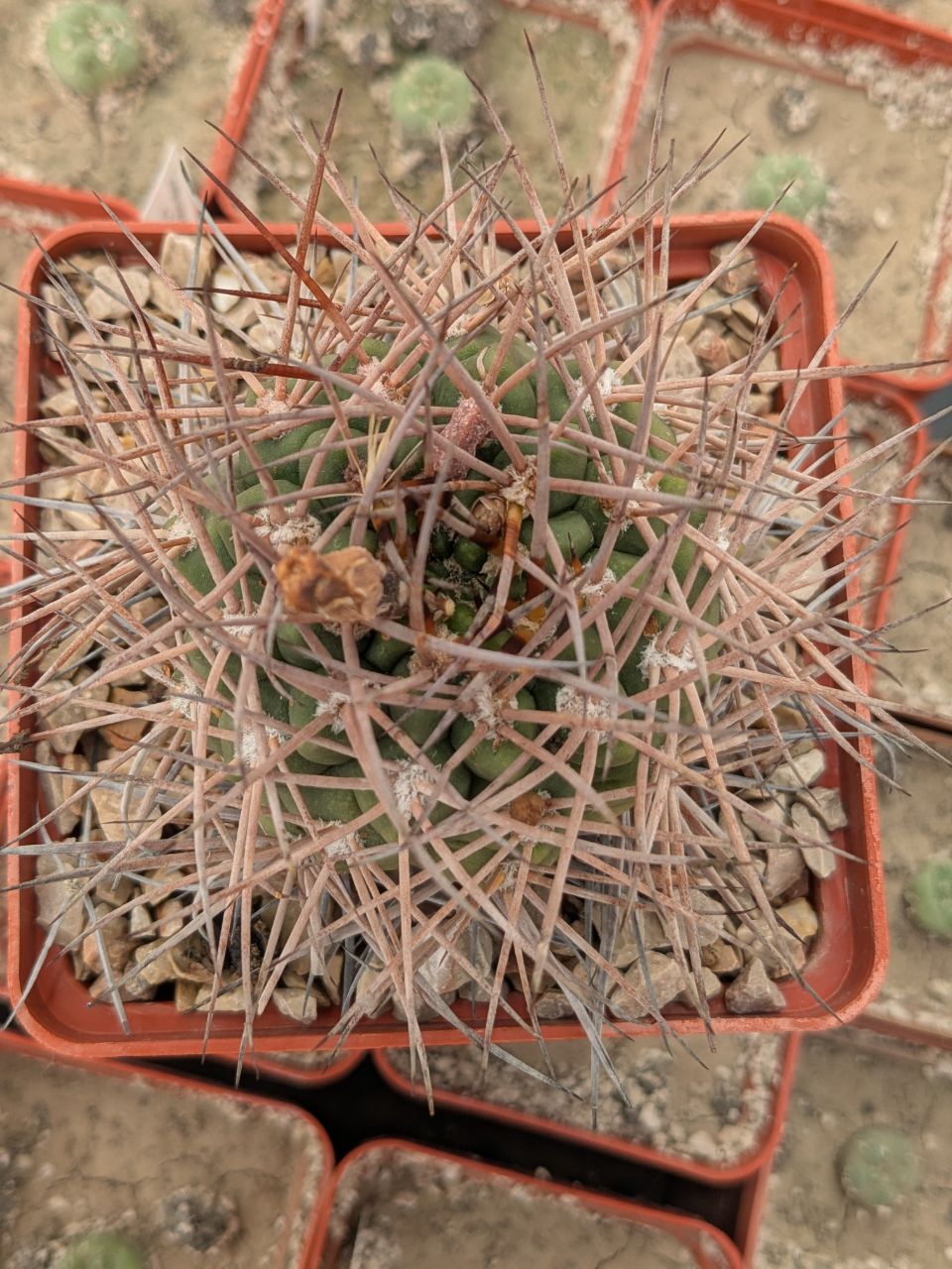 Gymnocalycium nidulans LF 30
