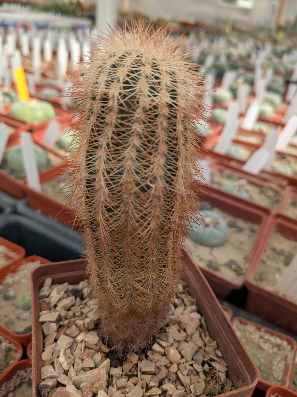 Echinocereus reichenbachii v.baileyi Apache,Caddo Co. -23
