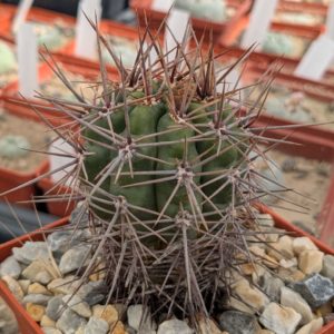 Gymnocalycium horridispinum v. longispinum