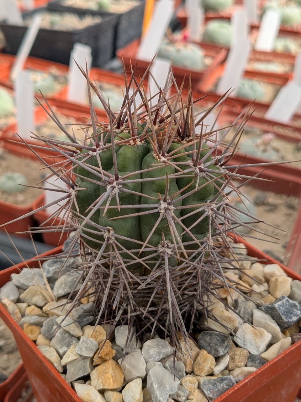 Gymnocalycium horridispinum v. longispinum