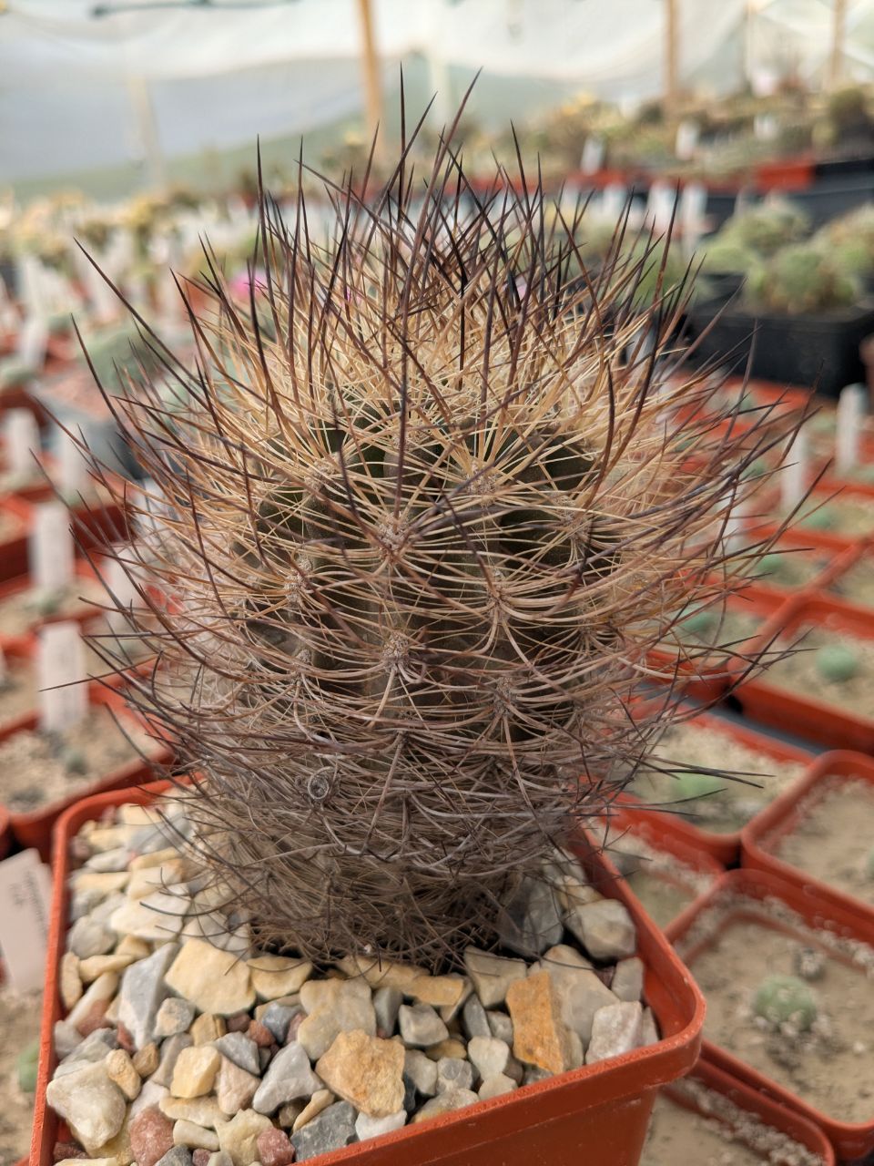 Neoporteria nidus f. multicolor
