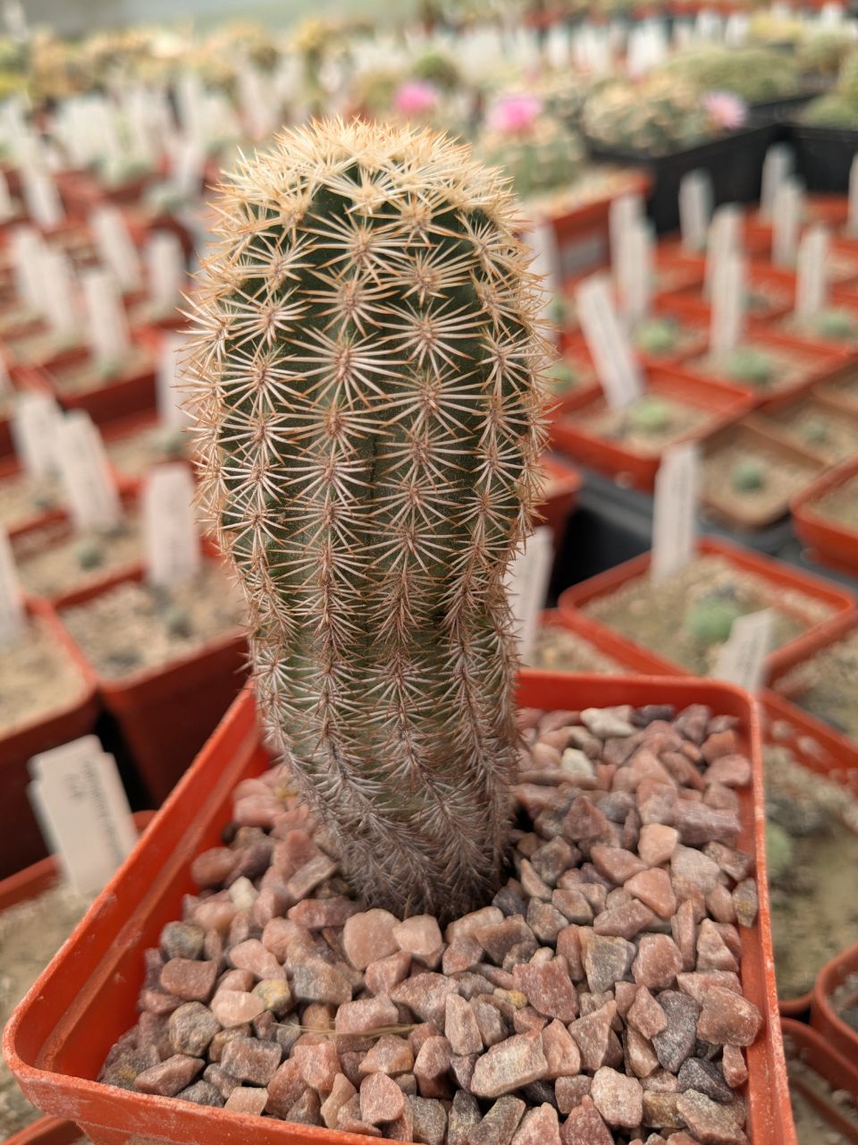 Echinocereus pectinatus v. wenigeri ctenoides SB 1536