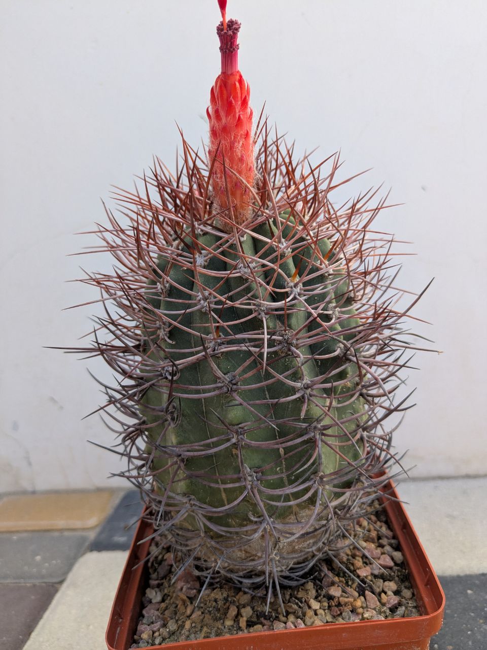 Denmoza rhodacantha VS 221