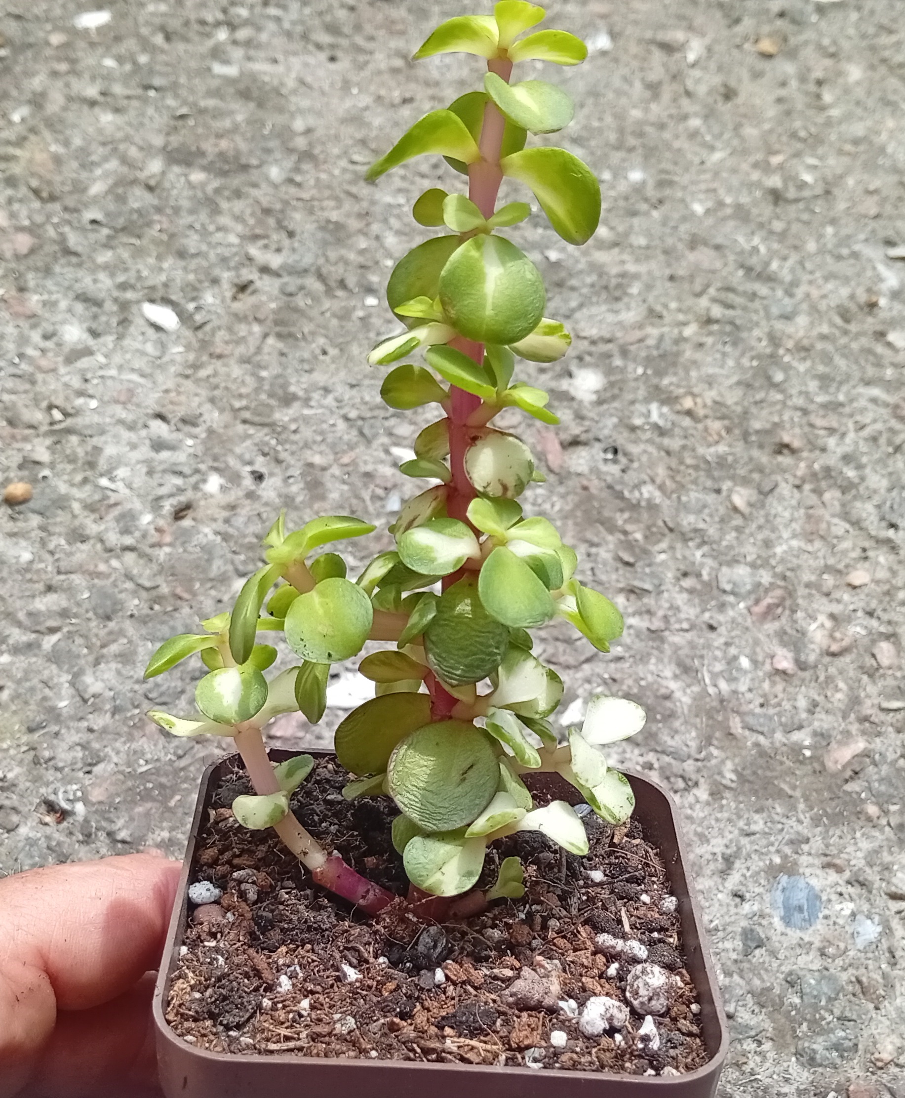 Portulacaria afra mediopicta