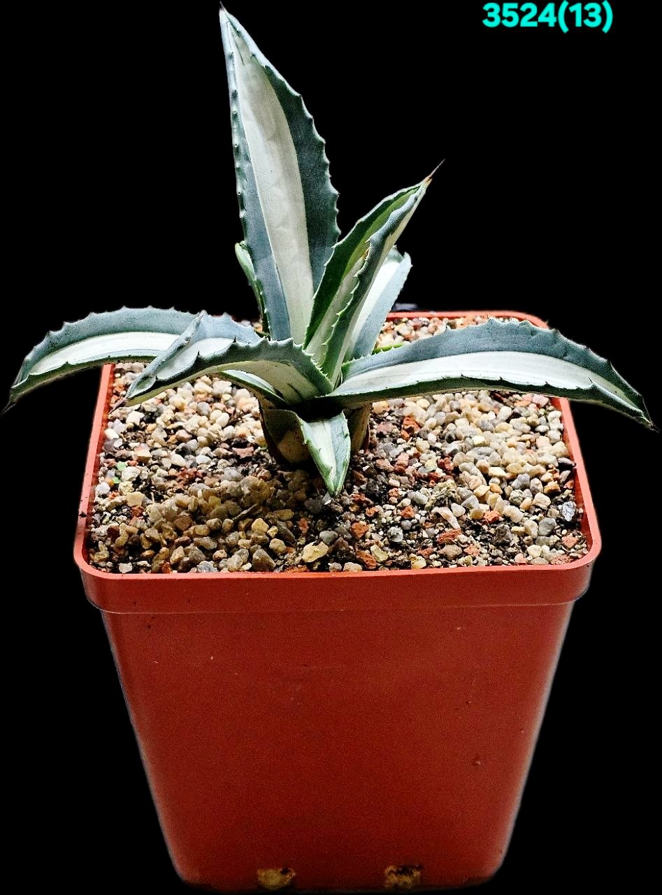 Agave americana`Medio-Picta Alba` (14x14)-3524(13)