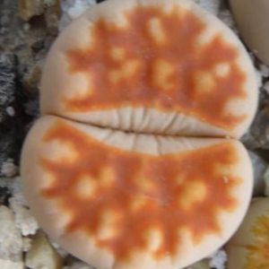 lithops karasmontana summitatum