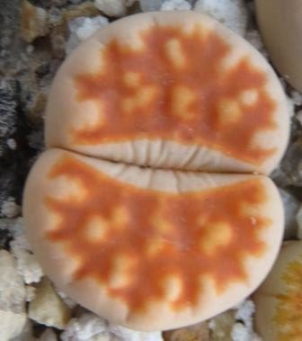 lithops karasmontana summitatum