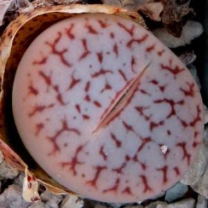lithops pseudotruncatella рижа форма