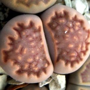 1608.3 lithops halii ochracea c 142 A
