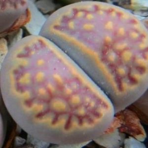 1608.3 lithops halii ochracea c 142 A