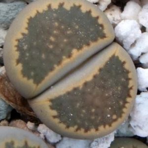 1609 lithops halii ochracea c 87