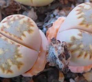 lithops julii fuscous form