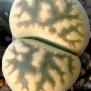 1625.7 MG lithops karasmontana bella C 285